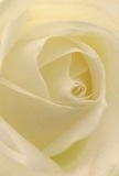 This close-up photograph draws you deep into the heart of a single cream-white rose, its petals unfurling in a serene spiral that seems to go on forever. The entire frame is filled with the bloom, so that no stem or foliage distracts from the mesmerising pattern of layered ivory and soft butter-cream tones. Each petal curls inward with unhurried grace, its edges smooth and slightly rounded, evoking the feel of cool silk beneath the fingertips. The lighting is gentle and diffused, like a quiet Abbey Wood morning, casting the faintest shadows between the folds and giving the rose a luminous, almost glowing centre. As your eye travels toward the core, the petals grow tighter and more defined, suggesting both vulnerability and quiet strength. There is no harsh contrast here, only soft transitions from warm cream to pale white, like clouds drifting over the nearby Lesnes Abbey Woods. The atmosphere of the image is contemplative and soothing, ideal for imagining a sympathy arrangement, a thoughtful tribute for a memorial, or a tender gesture of admiration delivered to a home on Abbey Road. You can almost sense the faint, powdery fragrance that such a rose would release into a still room, comforting yet unobtrusive. As a florist who designs for the Abbey Wood community, I see in this single rose the essence of refined emotion: a flower that speaks of remembrance, forgiveness, and gentle new beginnings, captured with such intimacy that the viewer feels cradled within its petals, as if sharing a private, peaceful moment with nature itself.
